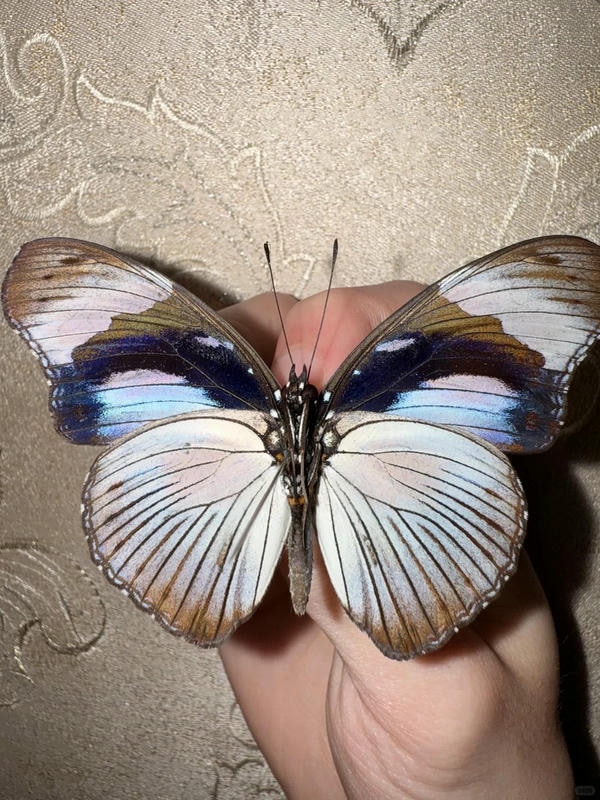 hình ảnh con bướm 7