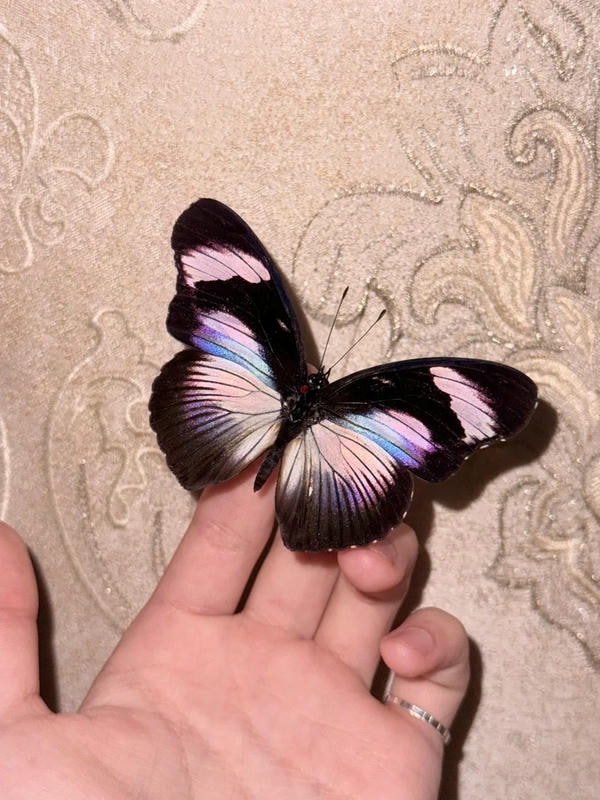 hình ảnh con bướm 8