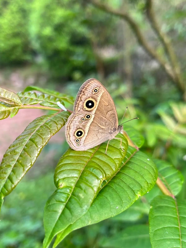 hình ảnh con bướm 9