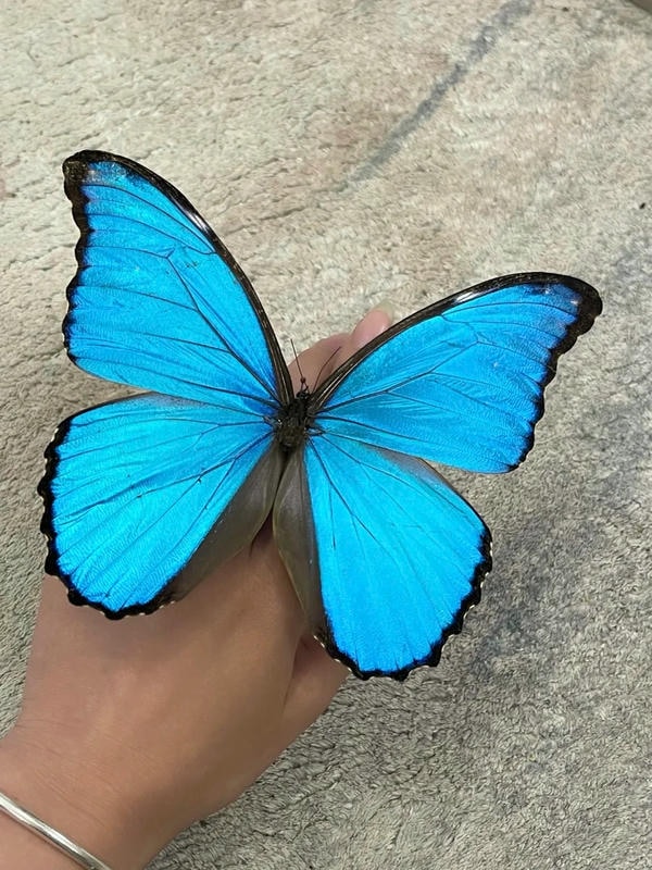 hình ảnh con bướm xanh