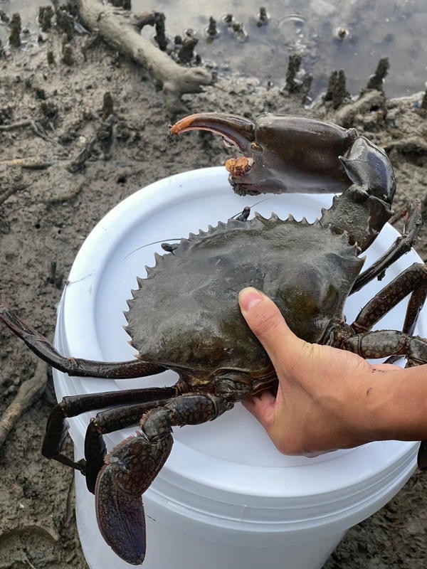 hình ảnh con cua 1