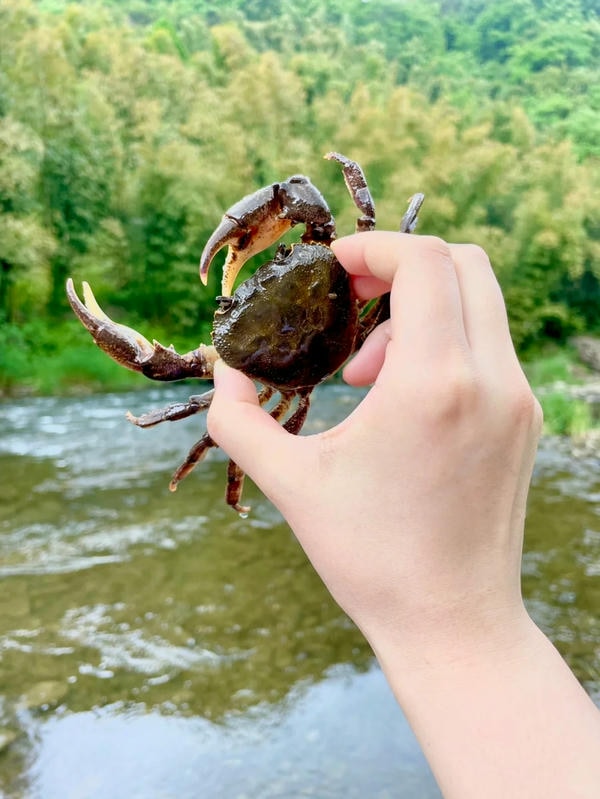 hình ảnh con cua 12