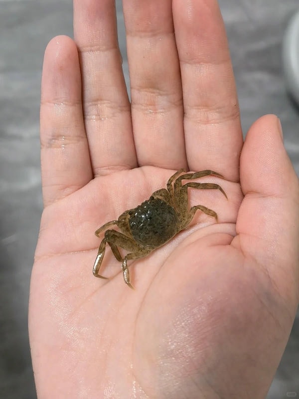 hình ảnh con cua 14