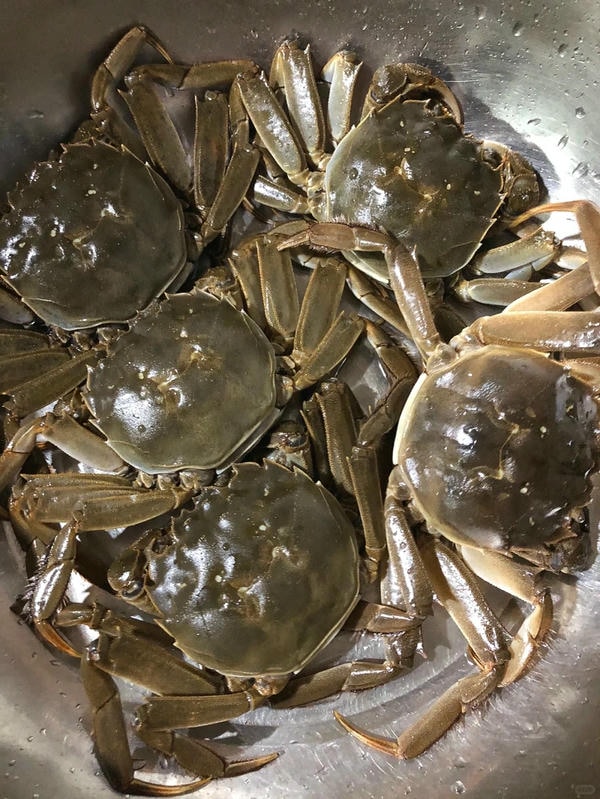 hình ảnh con cua 15