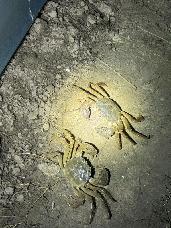 hình ảnh con cua 16