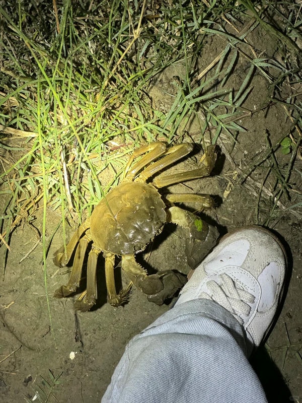 hình ảnh con cua 17