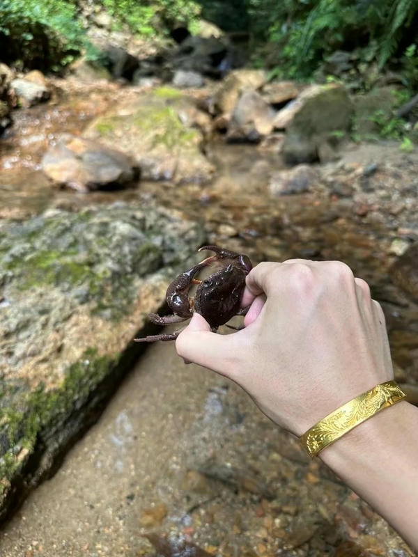 hình ảnh con cua 18