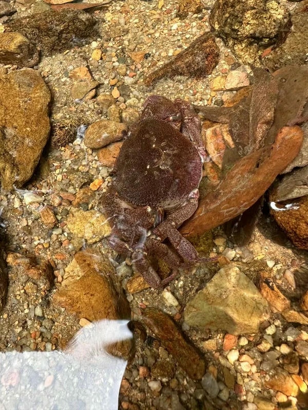 hình ảnh con cua 19