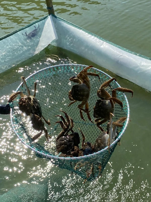 hình ảnh con cua 21