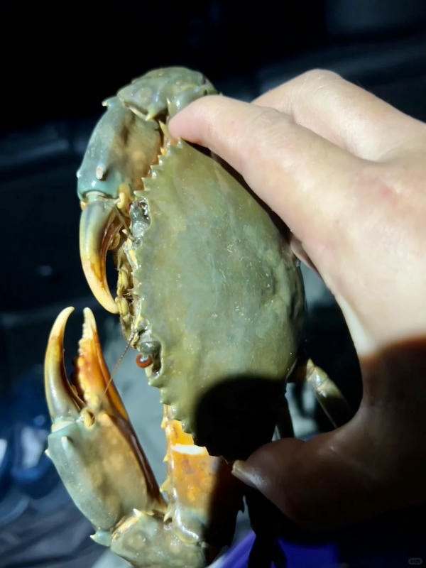 hình ảnh con cua 22