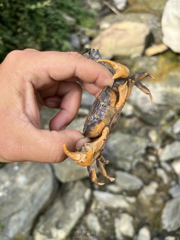 hình ảnh con cua 23