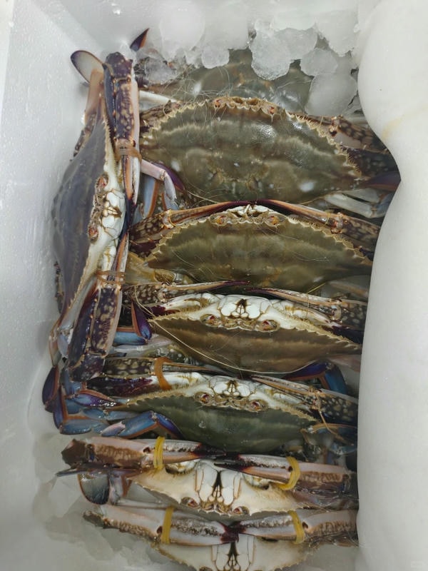 hình ảnh con cua 24