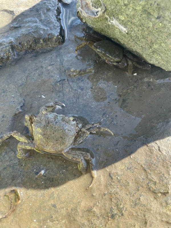 hình ảnh con cua 25