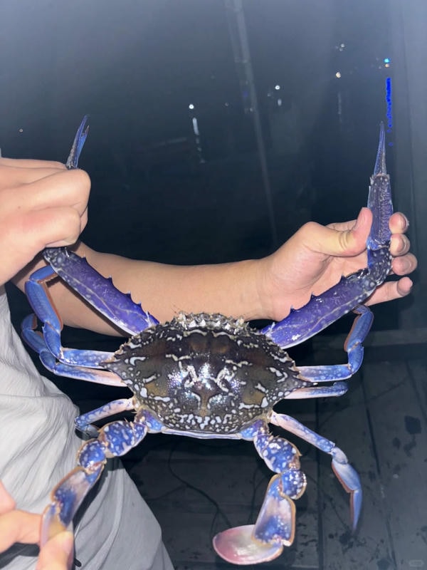 hình ảnh con cua 26