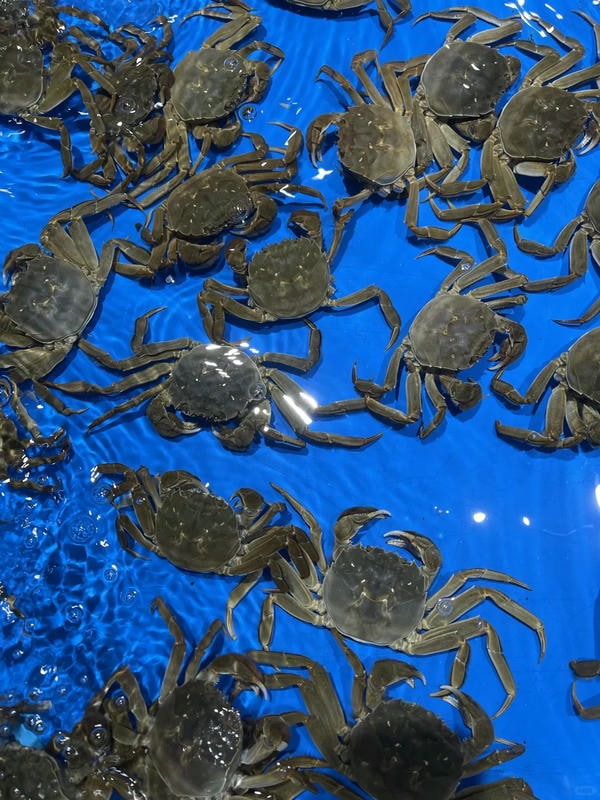 hình ảnh con cua 29