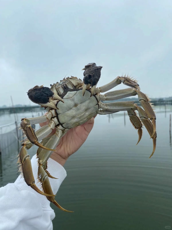 hình ảnh con cua 33