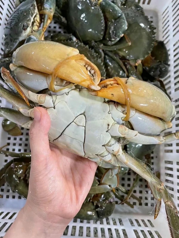 hình ảnh con cua 34