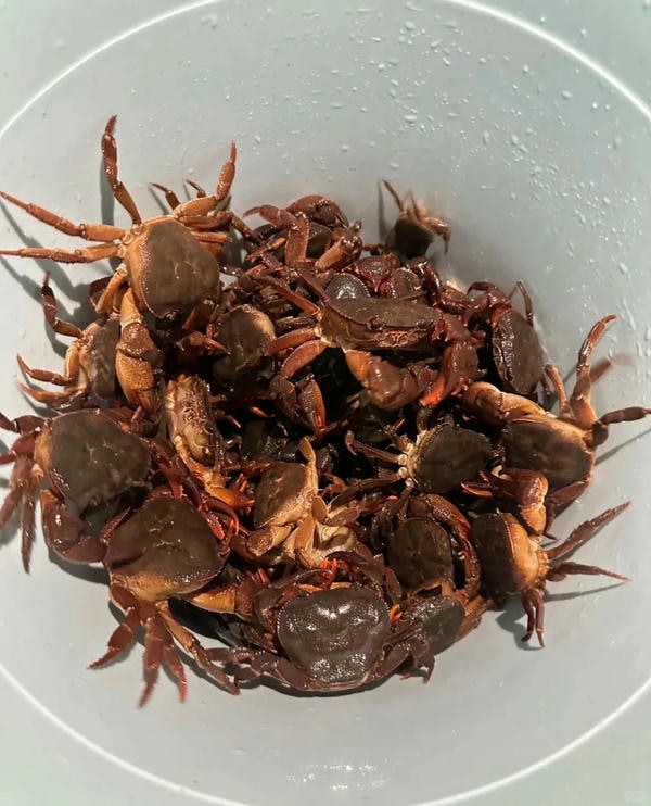 hình ảnh con cua 37