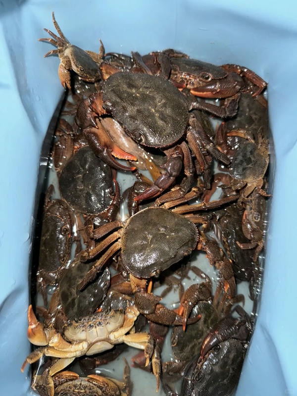 hình ảnh con cua 38