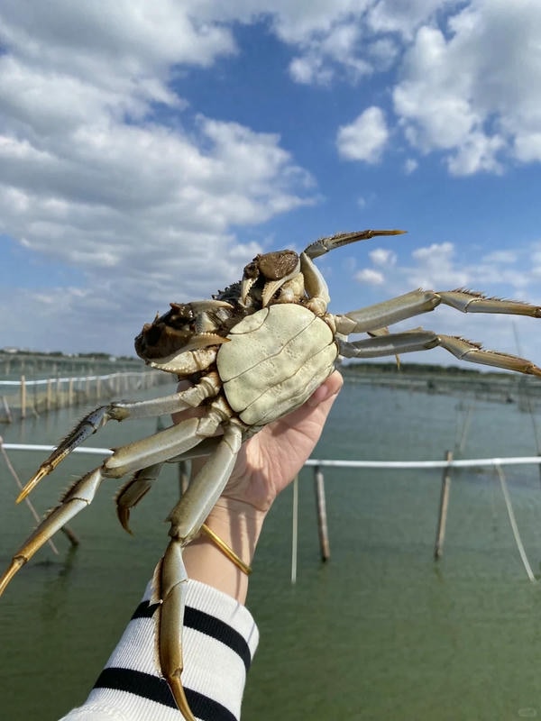 hình ảnh con cua 39