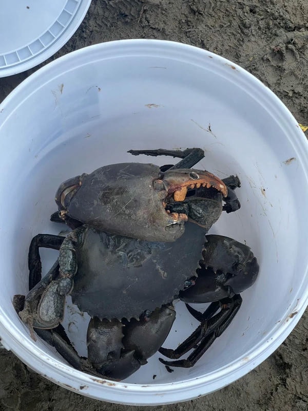 hình ảnh con cua 4