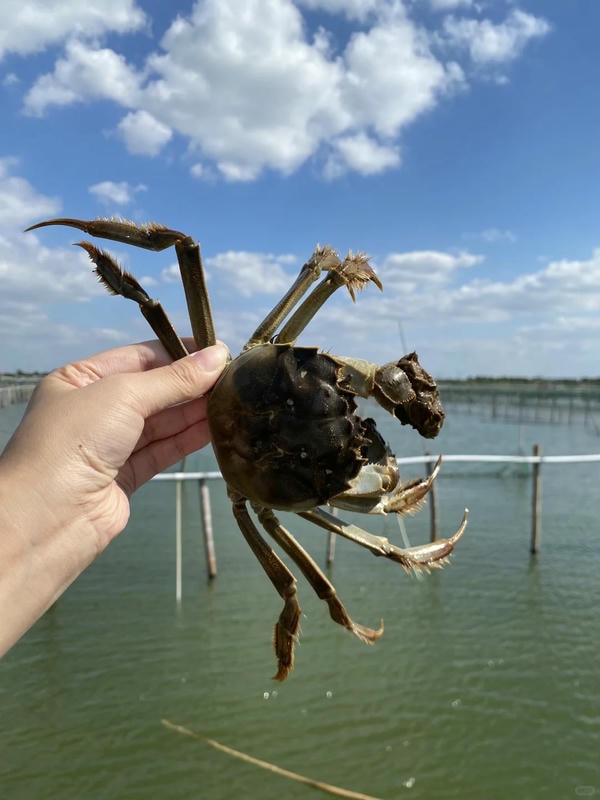 hình ảnh con cua 40