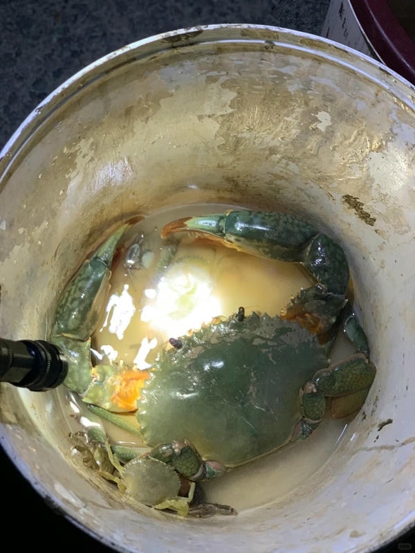 hình ảnh con cua 5