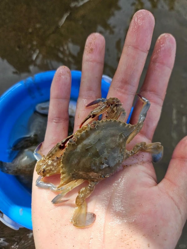 hình ảnh con cua 8