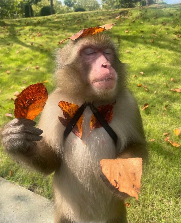 hình ảnh con khỉ 1