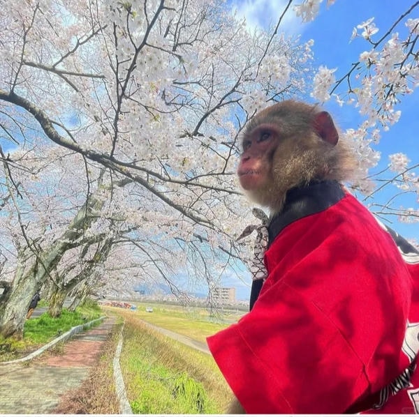 hình ảnh con khỉ 11