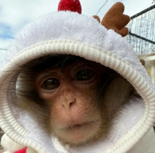 hình ảnh con khỉ 13