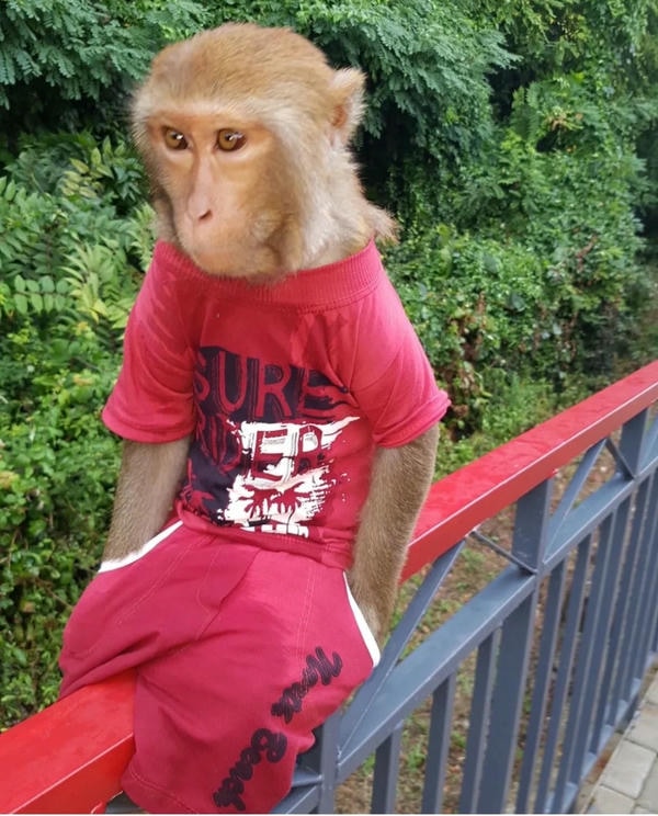 hình ảnh con khỉ 14