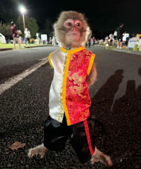 hình ảnh con khỉ 15