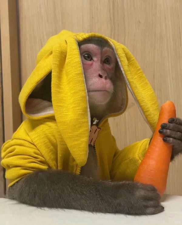 hình ảnh con khỉ 16