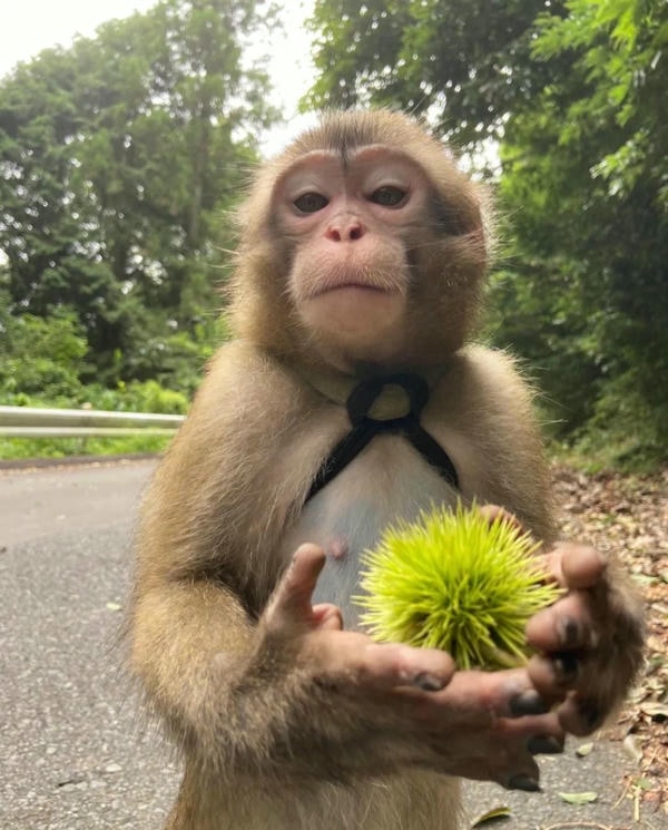 hình ảnh con khỉ 17