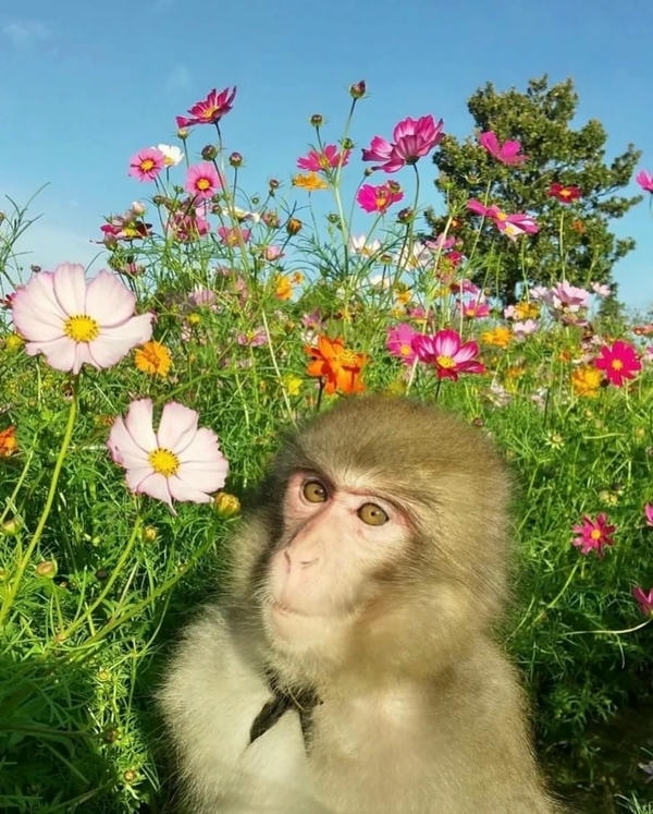 hình ảnh con khỉ 18