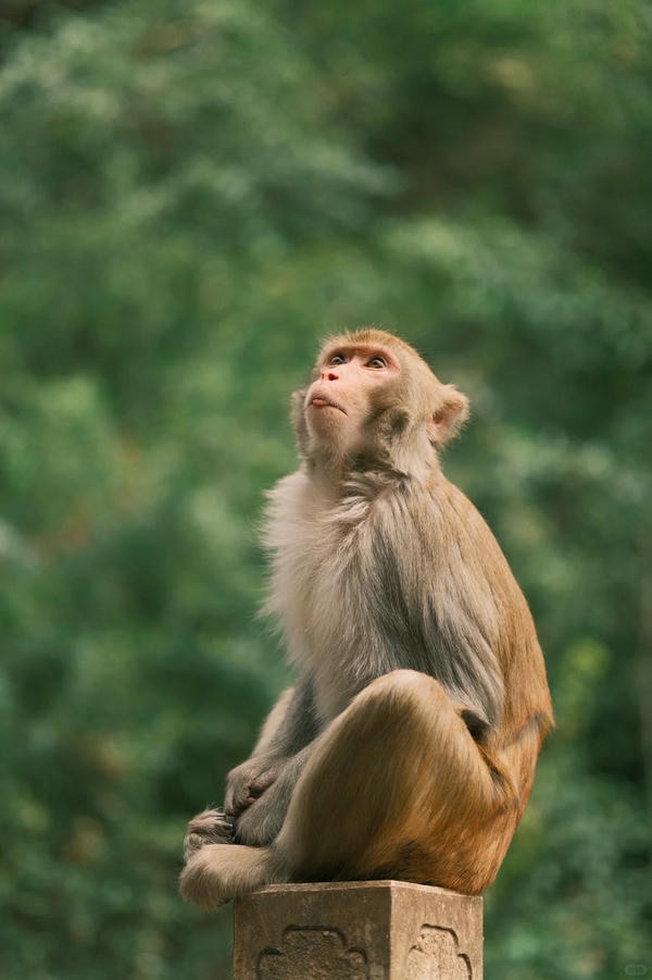 hình ảnh con khỉ 19