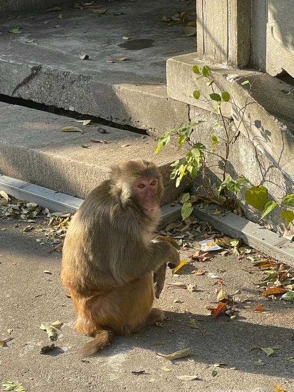 hình ảnh con khỉ 2