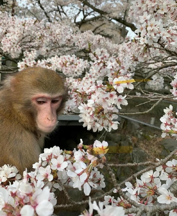 hình ảnh con khỉ 20