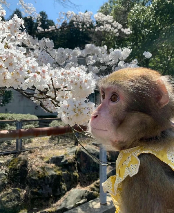 hình ảnh con khỉ 21