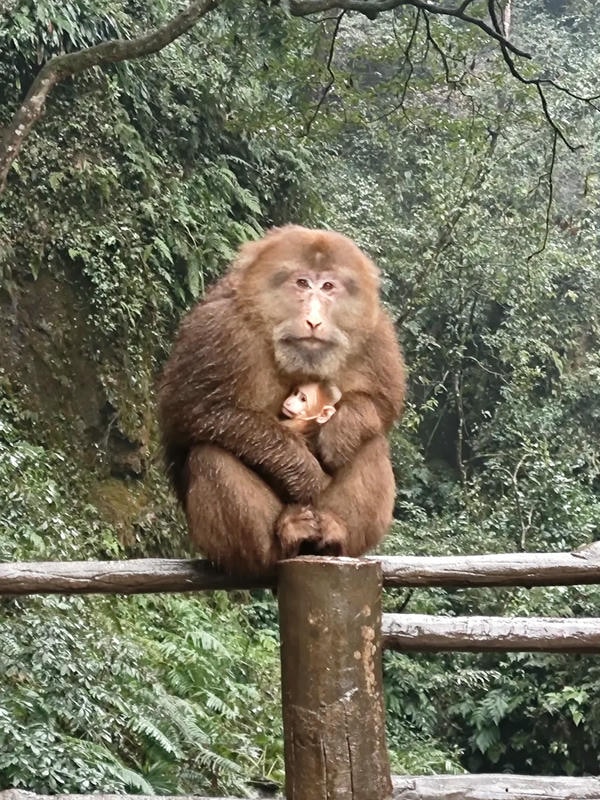 hình ảnh con khỉ 22