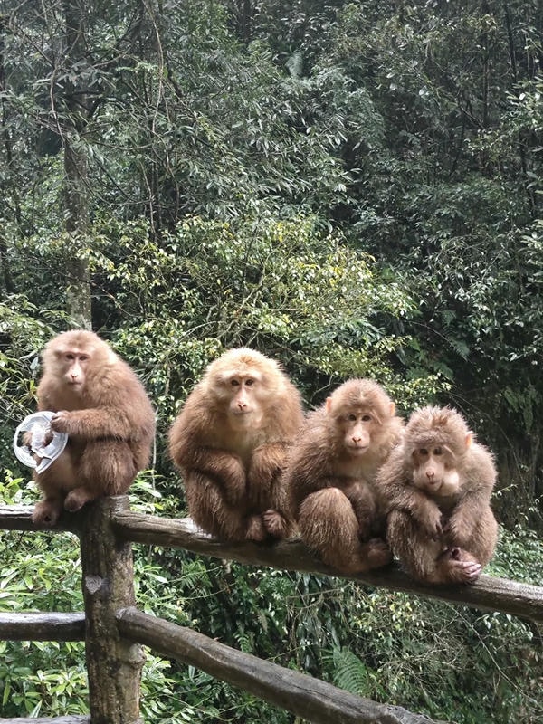 hình ảnh con khỉ 23