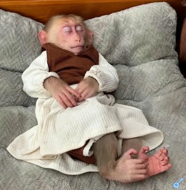 hình ảnh con khỉ 24