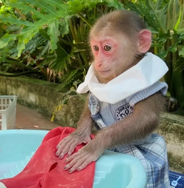 hình ảnh con khỉ 25