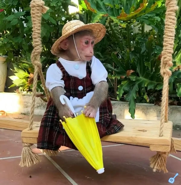 hình ảnh con khỉ 27