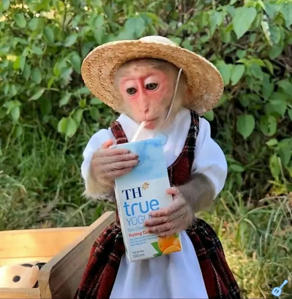 hình ảnh con khỉ 28