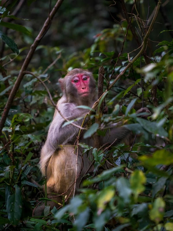 hình ảnh con khỉ 29