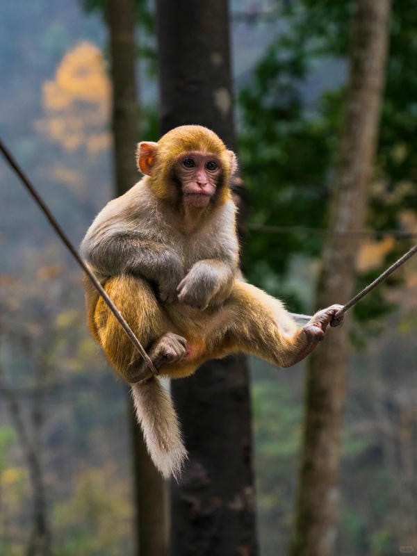 hình ảnh con khỉ 31