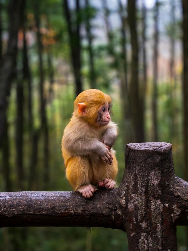 hình ảnh con khỉ 32