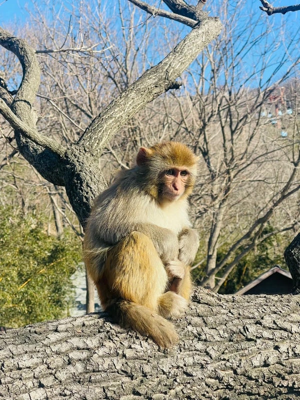 hình ảnh con khỉ 33